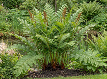 Load image into Gallery viewer, OpenPlantData Osmunda Regalis Royal Fern
