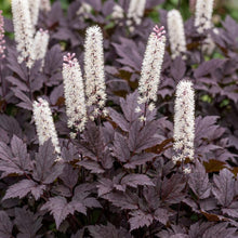 Load image into Gallery viewer, OpenPlantData Actaea Brunette
