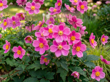 Load image into Gallery viewer, OpenPlantData Anemone Spring Beauty Pink

