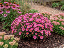 Load image into Gallery viewer, OpenPlantData Symphyotrichum novi-belgii Alice Haslam
