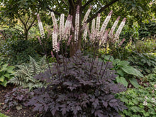 Load image into Gallery viewer, OpenPlantData Actaea Brunette
