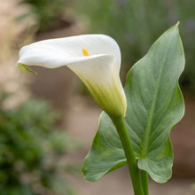 Load image into Gallery viewer, OpenPlantData Calla Crystal Clear
