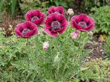 Load image into Gallery viewer, OpenPlantData Papaver Oriental Group Harlem
