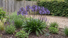 Load image into Gallery viewer, OpenPlantData Agapanthus Black Buddha
