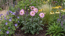 Load image into Gallery viewer, OpenPlantData Dahlia Pacific Jewel
