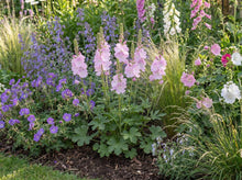 Load image into Gallery viewer, OpenPlantData Sidalcea Elsie Heugh
