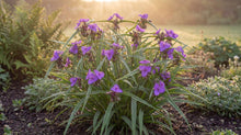 Load image into Gallery viewer, OpenPlantData Tradescantia Andersoniana Group Concord Grape
