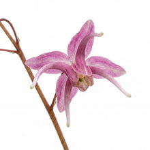 Load image into Gallery viewer, OpenPlantData Epimedium grandiflorum Red Beauty
