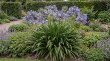 Load image into Gallery viewer, OpenPlantData Agapanthus africanus
