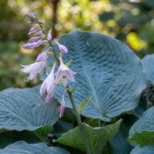 Load image into Gallery viewer, OpenPlantData Hosta Big Daddy
