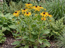 Load image into Gallery viewer, OpenPlantData Rudbeckia fulgida var. sullivantii Goldsturm
