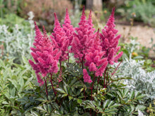 Load image into Gallery viewer, OpenPlantData Astilbe Maggie Daley
