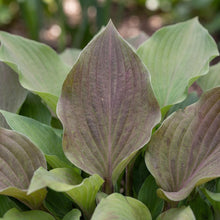 Load image into Gallery viewer, OpenPlantData Hosta First Blush
