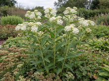 Load image into Gallery viewer, OpenPlantData Asclepias Ice Ballet

