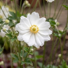 Load image into Gallery viewer, OpenPlantData Anemone Whirlwind
