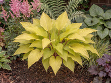 Load image into Gallery viewer, OpenPlantData Hosta Lipstick Blonde
