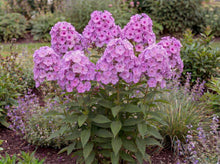 Load image into Gallery viewer, OpenPlantData Phlox Amplifolia Captain Victory
