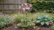 Load image into Gallery viewer, OpenPlantData Anemone September Charm
