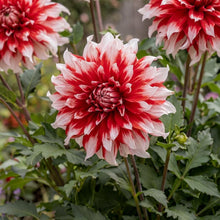 Load image into Gallery viewer, OpenPlantData Dahlia Santa Claus US
