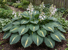 Load image into Gallery viewer, OpenPlantData Hosta Dream Queen
