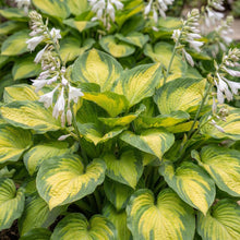 Load image into Gallery viewer, OpenPlantData Hosta Brother Stefan
