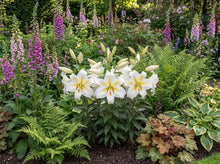 Load image into Gallery viewer, OpenPlantData Lilium Bafferari
