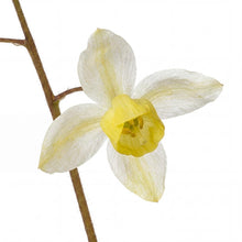 Load image into Gallery viewer, OpenPlantData Epimedium versicolor Sulphureum
