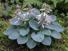 Load image into Gallery viewer, OpenPlantData Hosta Blue Mouse Ears
