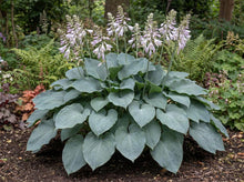 Load image into Gallery viewer, OpenPlantData Hosta Blue Angel
