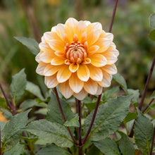 Load image into Gallery viewer, OpenPlantData Dahlia Seattle
