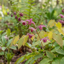 Load image into Gallery viewer, OpenPlantData Epimedium grandiflorum Red Beauty
