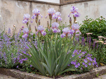 Load image into Gallery viewer, OpenPlantData Iris Elainealope
