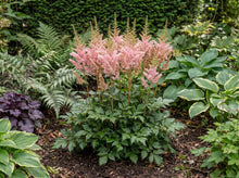 Load image into Gallery viewer, OpenPlantData Astilbe Satin Pearls

