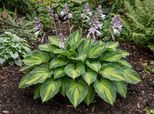 Load image into Gallery viewer, OpenPlantData Hosta Colored Hulk
