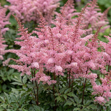Load image into Gallery viewer, OpenPlantData Astilbe Pretty In Pink
