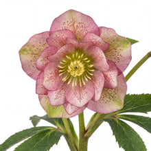 Load image into Gallery viewer, OpenPlantData Helleborus hybridus Double Ellen Picotee
