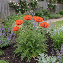 Load image into Gallery viewer, OpenPlantData Papaver orientale Beauty of Livermere
