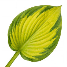 Load image into Gallery viewer, OpenPlantData Hosta Stained Glass
