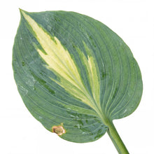 Load image into Gallery viewer, OpenPlantData Hosta Touch of Class
