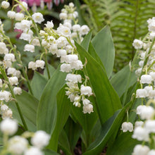Load image into Gallery viewer, OpenPlantData Convallaria majalis Prolificans
