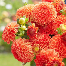 Load image into Gallery viewer, *NEW Orange Symphony Tuber
