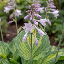 Load image into Gallery viewer, OpenPlantData Hosta Colored Hulk

