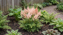 Load image into Gallery viewer, OpenPlantData Astilbe Vision Inferno
