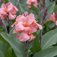 Load image into Gallery viewer, OpenPlantData Canna generalis China Doll
