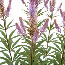 Load image into Gallery viewer, OpenPlantData Veronicastrum virginicum Cupid
