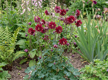 Load image into Gallery viewer, OpenPlantData Aquilegia vulgaris var. stellata Ruby Port
