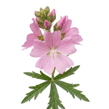 Load image into Gallery viewer, OpenPlantData Sidalcea Candy Girl
