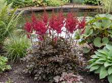 Load image into Gallery viewer, OpenPlantData Astilbe Chocolate Cherry
