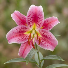 Load image into Gallery viewer, OpenPlantData Lilium Star Gazer
