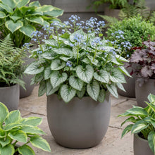 Load image into Gallery viewer, OpenPlantData Brunnera Jack Frost
